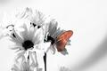 Julia Butterfly
