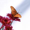 Julia Butterfly