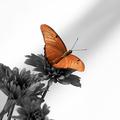 Julia Butterfly