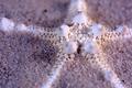 Knobby Starfish