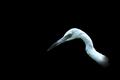 Heron Portrait