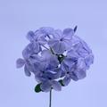 Purple Flower