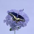 Butterfly on Blosson