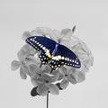 Butterfly on Blosson
