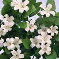 Orange Blossom (square)