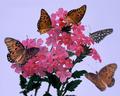 Monarchs and Pink Penta