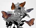 Monarchs and Penta