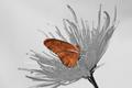 Julia Butterfly