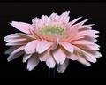 Gerbera Daisy