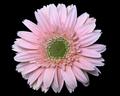 Gerbera Daisy