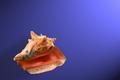 Conch