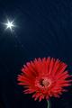 Daisy Under Sun