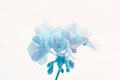 Blue Geranium