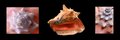 Three Conchs