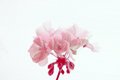 Red Geranium