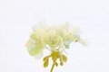 Yellow Geranium