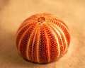 Urchin