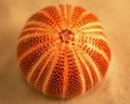 Urchin
