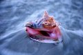 Conch in Surf