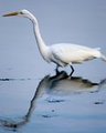 Great White Heron