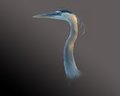 Heron Portrait