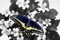 Orange Blossom and Butterfly