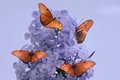 Purple Flower and Butterflies