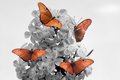 Flower and Butterflies