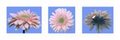 Gerbera Daisy