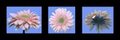 Gerbera Daisy