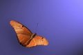 Julia Butterfly