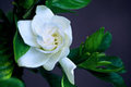 Gardenia
