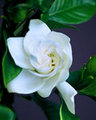Gardenia