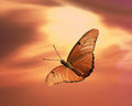 Sunset with Butterfly