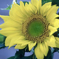 Sunflower (square)