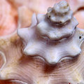 Spiral