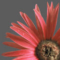 Painted Daisy