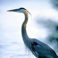 Standing Tall (square)