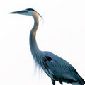 Standing Tall (square)