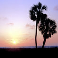 2 palm trees (square)
