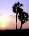 Two Palm Trees