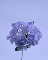 Purple Flower