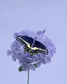 Butterfly on Blosson