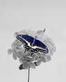 Butterfly on Blosson