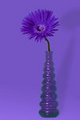 Purple purple