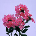 Pink Pentas (square)