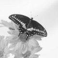 Black Swallowtail