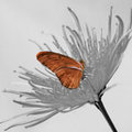 Julia Butterfly