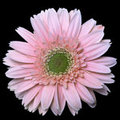 Gerbera Daisy (square)