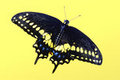 Black Swallowtail